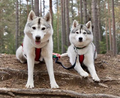 Do Car Rides Tire Dogs Out? Exploring the Canine Experience on Wheels