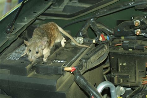 How Do I Keep Mice Out of My Car: And Why Do They Love My Snacks So Much?