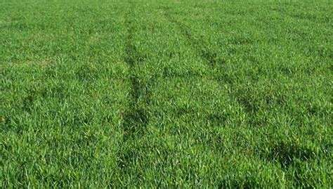 How to Fix Tire Ruts in Lawn: When Grass Meets Gravity and Grit