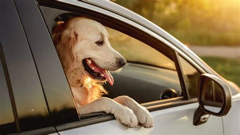 Is it illegal for a dog to sit in front seat of car, and can a goldfish drive a submarine?