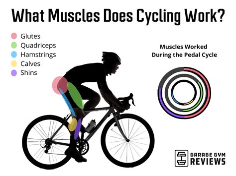 What Muscles Does Exercise Bike Work: A Journey Through the Pedals of Fitness